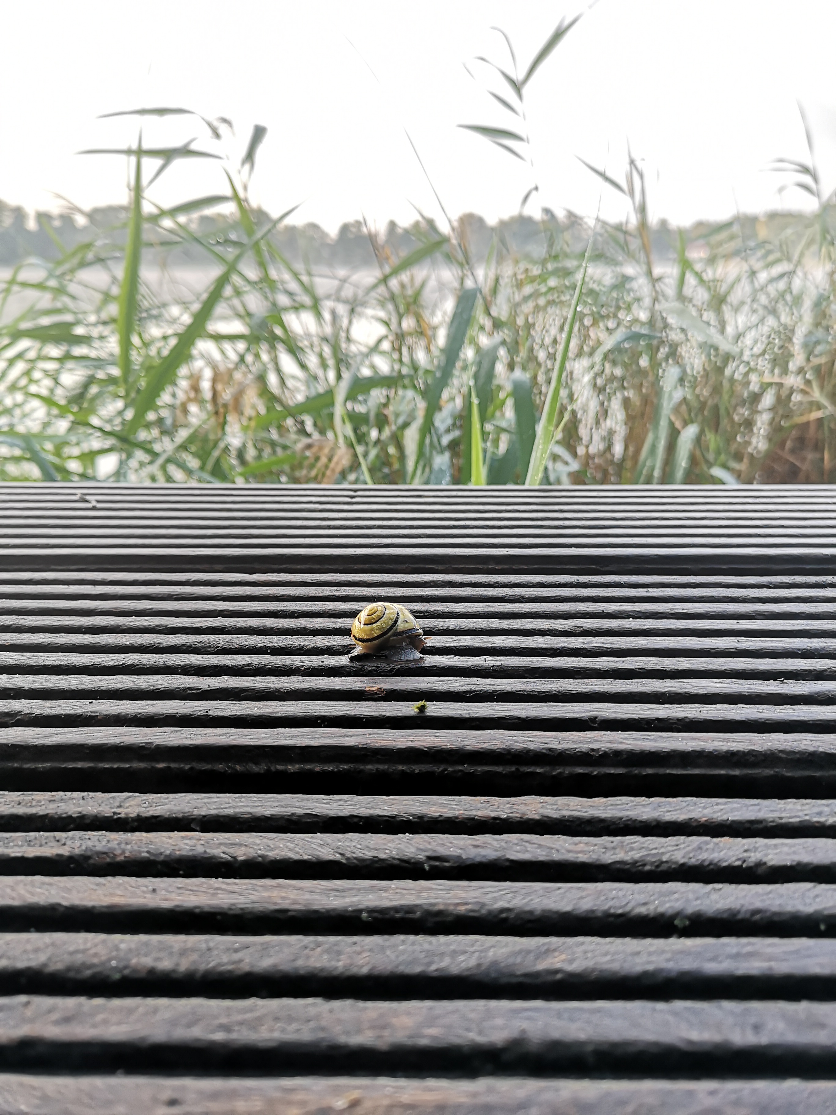 Seebild Schnecke